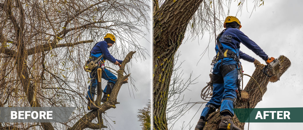 before and after tree surgeon